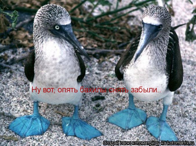 Ну вот, опять бахилы снять забыли..... Котоматрица: Ну вот, опять бахилы снять забыли..