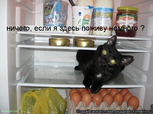 ничего, если я здесь поживу немного ?... Котоматрица: ничего, если я здесь поживу немного ?