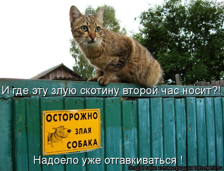 И где эту злую скотину второй час носит?! Надоело уже отгавкиваться !... Котоматрица: И где эту злую скотину второй час носит?! Надоело уже отгавкиваться !