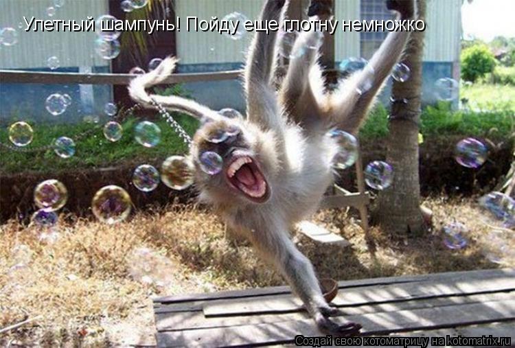 Улетный шампунь! Пойду еще глотну немножко... Котоматрица: Улетный шампунь! Пойду еще глотну немножко