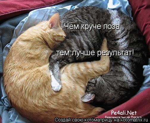 Чем круче поза, тем лучше результат!... Котоматрица: Чем круче поза, тем лучше результат!