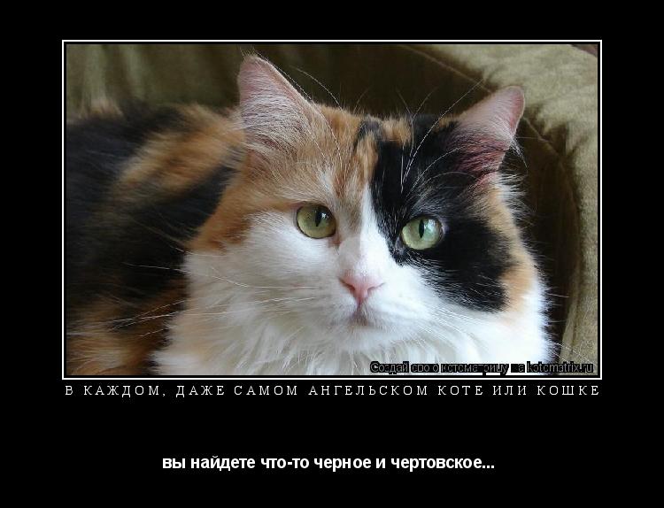 Котоматрица: В каждом, даже самом ангельском коте или кошке вы найдете что-то черное и чертовское... 