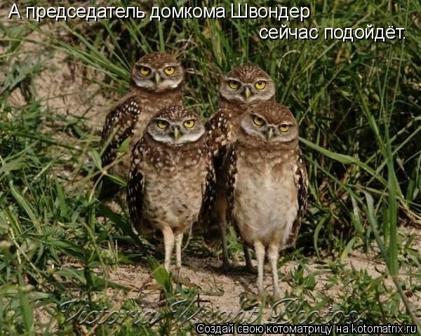 А председатель домкома Швондер сейчас подойдёт.... Котоматрица: А председатель домкома Швондер сейчас подойдёт.
