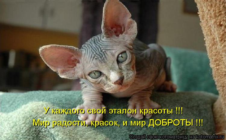 У каждого свой эталон красоты !!! Мир радости, красок, и мир ДОБРОТЫ !!!... Котоматрица: У каждого свой эталон красоты !!! Мир радости, красок, и мир ДОБРОТЫ !!!