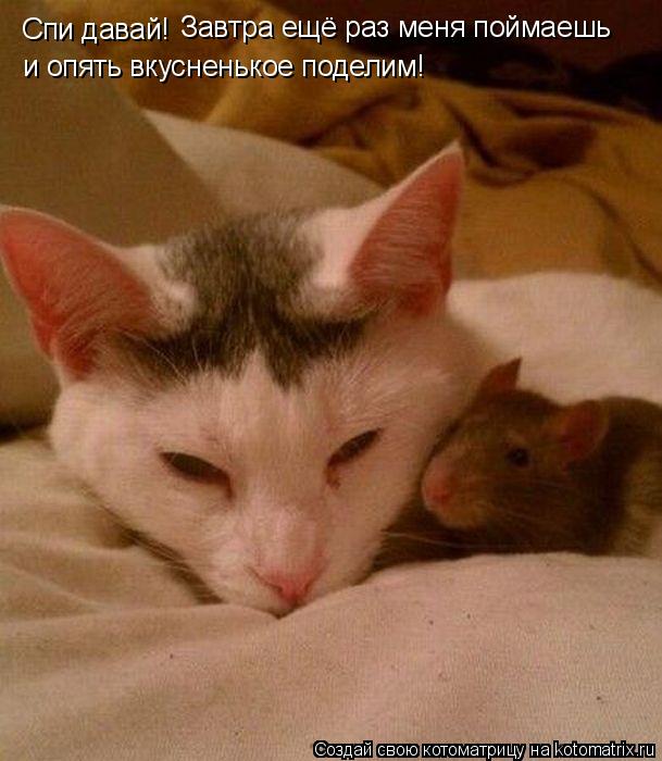 Спи давай! Завтра ещё раз меня поймаешь и опять вкусненькое поделим!... Котоматрица: Спи давай! Завтра ещё раз меня поймаешь и опять вкусненькое поделим!