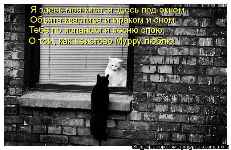 Я здесь моя киса, я здесь под окном, Объята квартира и мраком и сном. Тебе по испански я песню спою, ... Котоматрица: Я здесь моя киса, я здесь под окном, Объята квартира и мраком и сном. Тебе по испански я песню спою, О том, как неистово Мурру люблю...