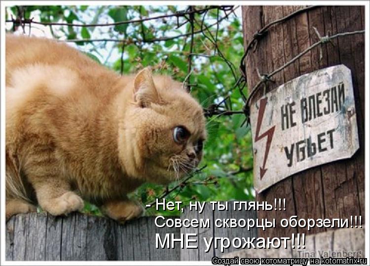 Котоматрица: - Нет, ну ты глянь!!!  Совсем скворцы оборзели!!! МНЕ угрожают!!!