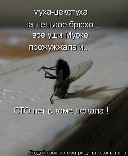 муха-цекотуха нагленькое брюхо... все уши Мурке прожужжала и... СТО лет в коме лежала!!... Котоматрица: муха-цекотуха нагленькое брюхо... все уши Мурке прожужжала и... СТО лет в коме лежала!!
