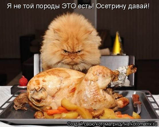 Я не той породы ЭТО есть! Осетрину давай!... Котоматрица: Я не той породы ЭТО есть! Осетрину давай!