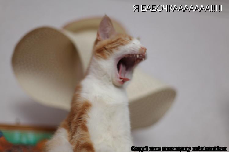 Я БАБОЧКААААААА!!!!!... Котоматрица: Я БАБОЧКААААААА!!!!!
