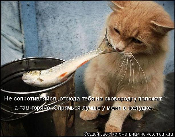 Не сопротивляйся, отсюда тебя на сковородку положат, а там горячо. Спрячься лучше у меня в желудке. Н... Котоматрица: Не сопротивляйся, отсюда тебя на сковородку положат, а там горячо. Спрячься лучше у меня в желудке. Не сопротивляйся, отсюда тебя на сковоро