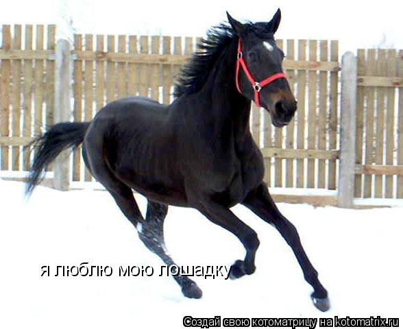 я люблю мою лошадку... Котоматрица: я люблю мою лошадку