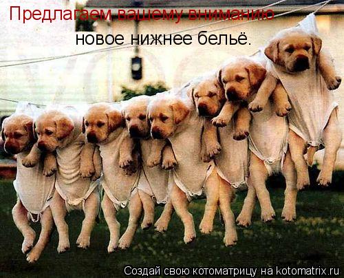 Предлагаем вашему вниманию новое нижнее бельё.... Котоматрица: Предлагаем вашему вниманию новое нижнее бельё.