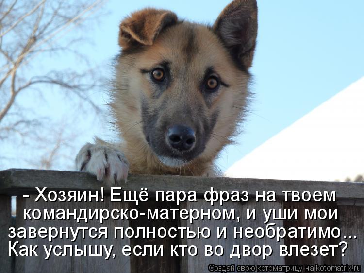 Котоматрица: - Хозяин! Ещё пара фраз на твоем командирско-матерном, и уши мои завернутся полностью и необратимо... Как услышу, если кто во двор влезет?