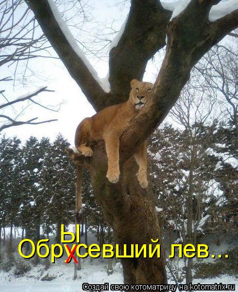 Котоматрица: Обрусевший лев... Х Ы
