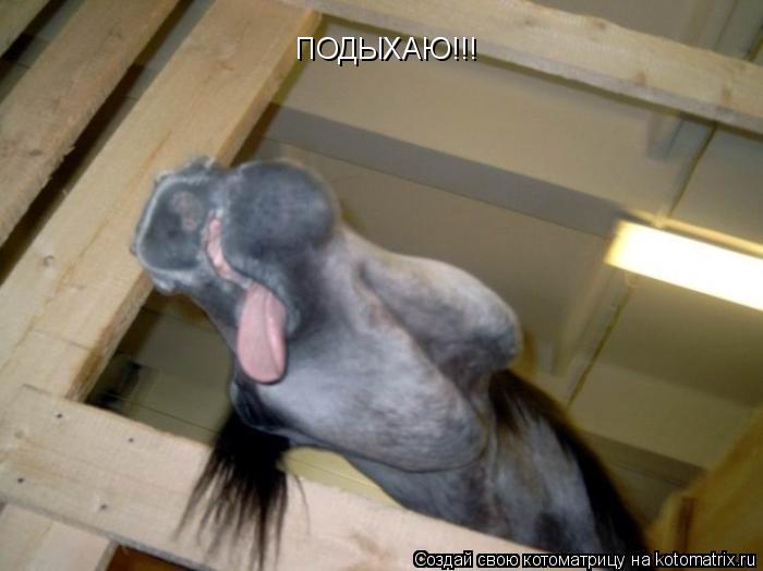 Котоматрица: ПОДЫХАЮ!!!