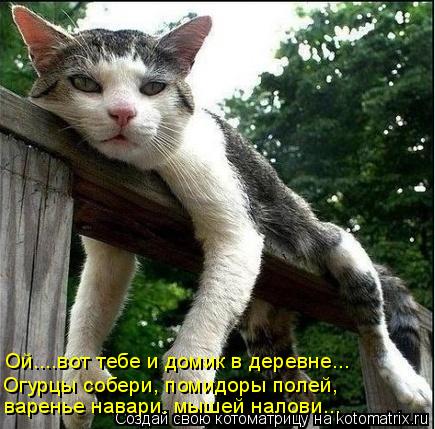 Котоматрица: Ой....вот тебе и домик в деревне... Огурцы собери, помидоры полей, варенье навари. мышей налови...