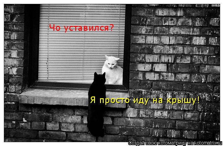 Котоматрица: Чо уставился? Я просто иду на крышу!