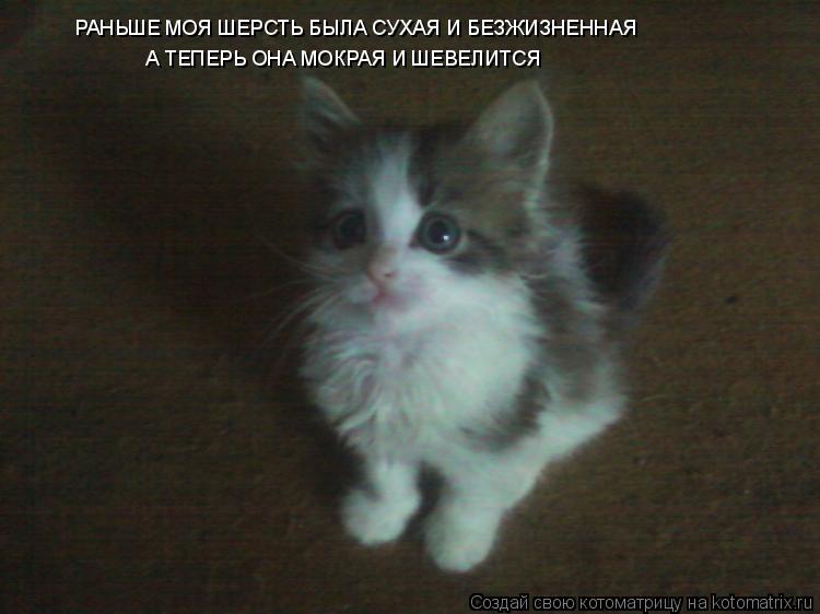 РАНЬШЕ МОЯ ШЕРСТЬ БЫЛА СУХАЯ И БЕЗЖИЗНЕННАЯ А ТЕПЕРЬ ОНА МОКРАЯ И ШЕВЕЛИТСЯ... Котоматрица: РАНЬШЕ МОЯ ШЕРСТЬ БЫЛА СУХАЯ И БЕЗЖИЗНЕННАЯ А ТЕПЕРЬ ОНА МОКРАЯ И ШЕВЕЛИТСЯ