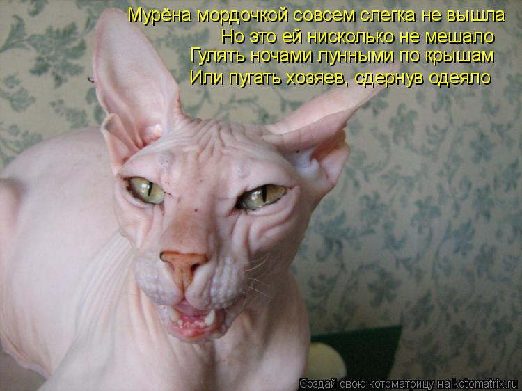 Котоматрица: Мурёна мордочкой совсем слегка не вышла Но это ей нисколько не мешало Гулять ночами лунными по крышам Или пугать хозяев, сдернув одеяло