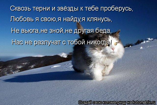 Котоматрица: Сквозь терни и звёзды к тебе проберусь, Любовь я свою,я найду,я клянусь, Не вьюга,не зной,не другая беда, Нас не разлучат с тобой никогда!