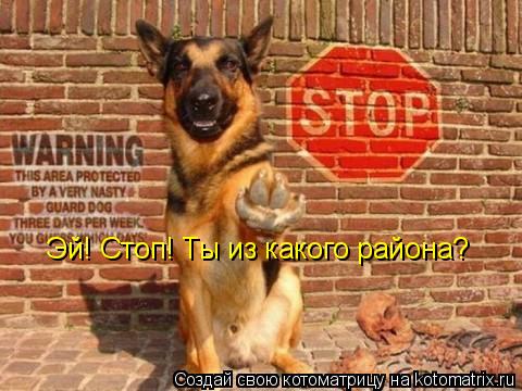 Котоматрица: Эй! Стоп! Ты из какого района?