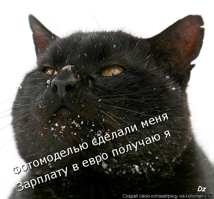 Котоматрица: Фотомоделью сделали меня Зарплату в евро получаю я