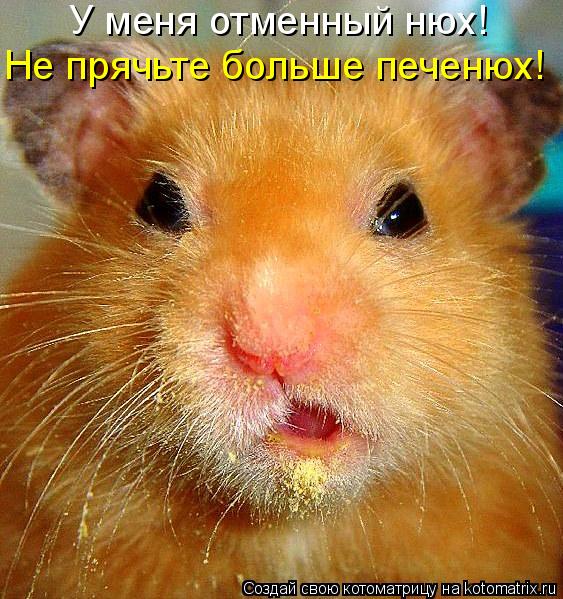 У меня отменный нюх! Не прячьте больше печенюх!... Котоматрица: У меня отменный нюх! Не прячьте больше печенюх!