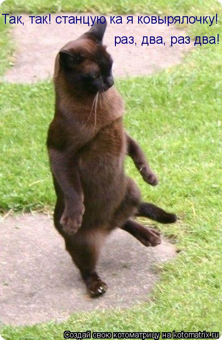 Котоматрица: Так, так! станцую ка я ковырялочку!  раз, два, раз два!
