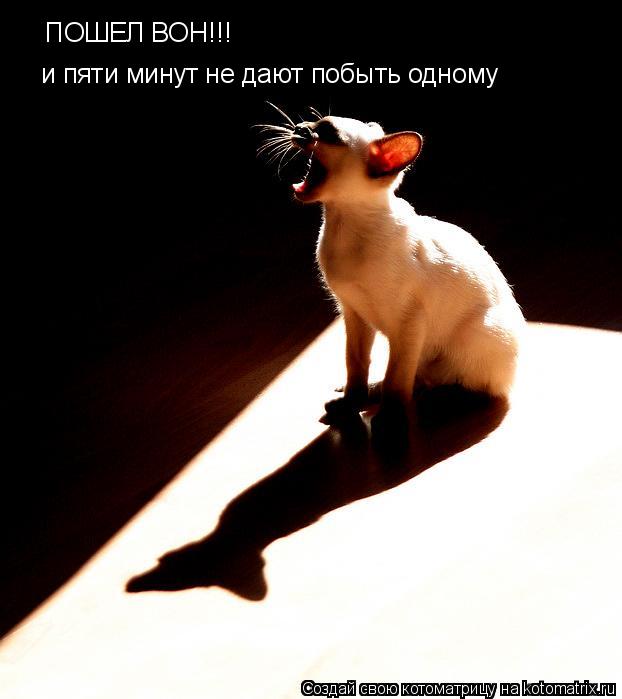 Котоматрица: ПОШЕЛ ВОН!!! и пяти минут не дают побыть одному