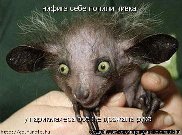 Котоматрица: нифига себе попили пивка у парикмахера всё же дрожала рука