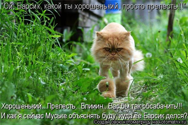 Котоматрица: И как я сейчас Муське объяснять буду, куда её Барсик делся?! "Ой, Барсик, какой ты хорошенький, просто прелесть!!!" Хорошенький...Прелесть...Блии