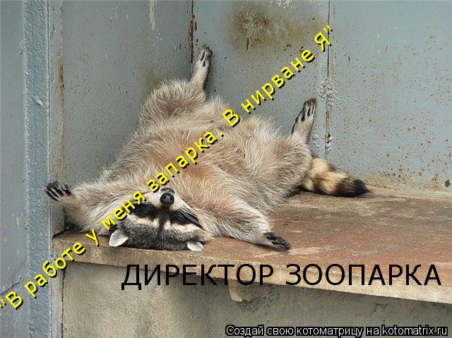 Котоматрица: "В работе у меня запарка. В нирване Я" ДИРЕКТОР ЗООПАРКА