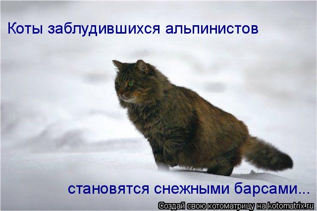Котоматрица: Коты заблудившихся альпинистов  становятся снежными барсами...
