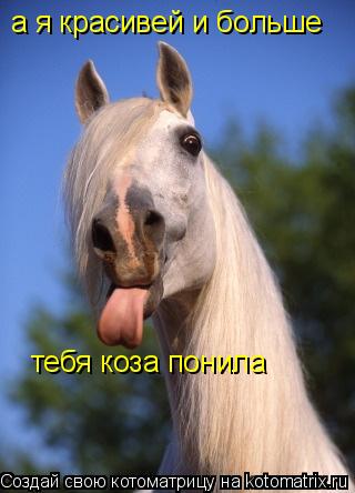 Котоматрица: а я красивей и больше  тебя коза понила