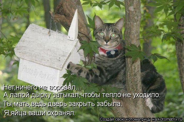 Котоматрица: Нет,ничего не воровал... Ты,мать,ведь дверь закрыть забыла. Я яйца ваши охранял. А лапой дырку затыкал,чтобы тепло не уходило.