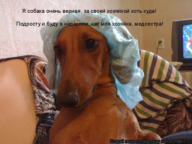 Котоматрица: Я собака очень верная, за своей хозяйкой хоть куда! Подросту и буду я наверное, как моя хозяйка, медсестра!