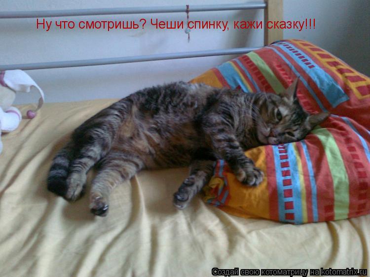 Котоматрица: Ну что смотришь? Чеши спинку, кажи сказку!!!