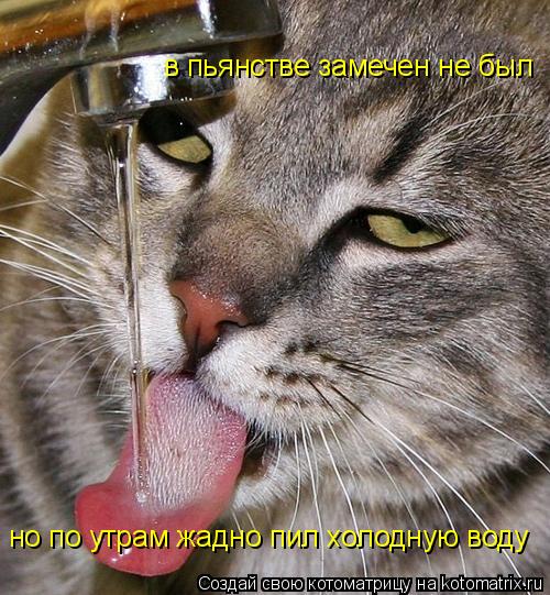 Котоматрица: в пьянстве замечен не был но по утрам жадно пил холодную воду