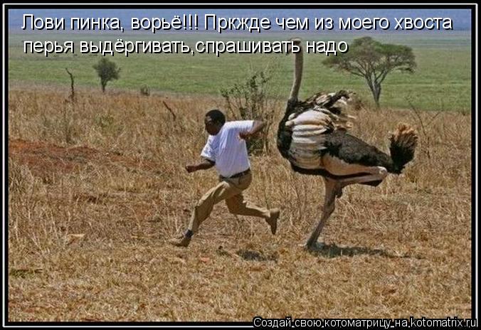 Котоматрица: Лови пинка, ворьё!!! Пркжде чем из моего хвоста перья выдёргивать,спрашивать надо