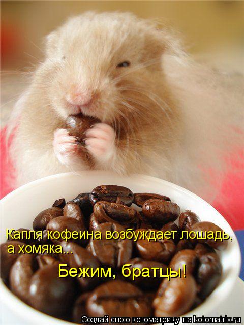 Капля кофеина возбуждает лошадь, а хомяка... Бежим, братцы!... Котоматрица: Капля кофеина возбуждает лошадь, а хомяка... Бежим, братцы!