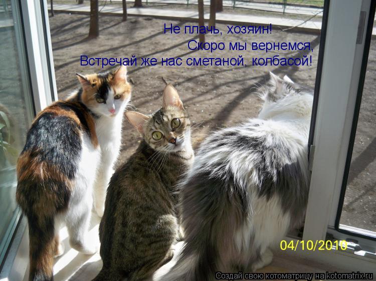 Котоматрица: Не плачь, хозяин! Скоро мы вернемся, Встречай же нас сметаной, колбасой!
