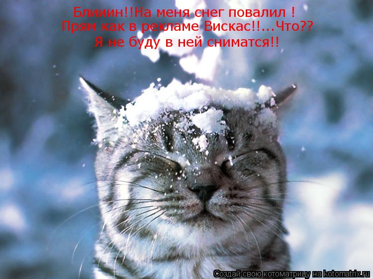 Котоматрица: Блииин!!На меня снег повалил ! Прям как в рекламе Вискас!!...Что?? Я не буду в ней сниматся!!