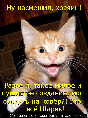 Котоматрица: Разве я, такое милое и всё Шарик! сходить на ковёр?! Это пушистое создание, мог Ну насмешил, хозяин!