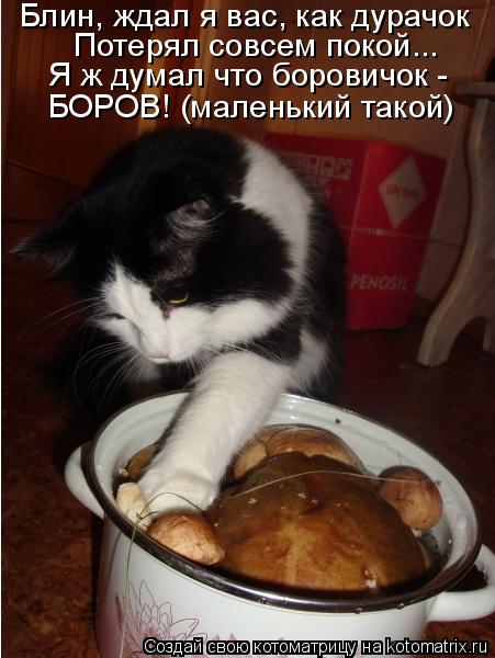 Блин, ждал я вас, как дурачок Потерял совсем покой... Я ж думал что боровичок - БОРОВ! (маленький так... Котоматрица: Блин, ждал я вас, как дурачок Потерял совсем покой... Я ж думал что боровичок - БОРОВ! (маленький такой)