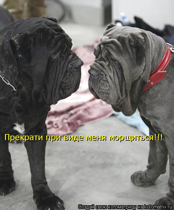 Прекрати при виде меня морщиться!!!... Котоматрица: Прекрати при виде меня морщиться!!!
