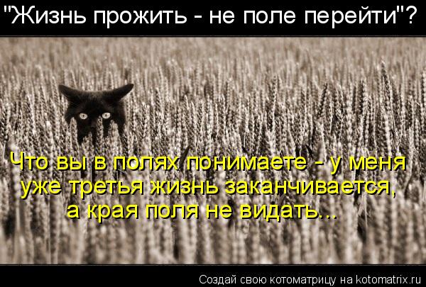 Котоматрица: "Жизнь прожить - не поле перейти"? Что вы в полях понимаете - у меня уже третья жизнь заканчивается, а края поля не видать...