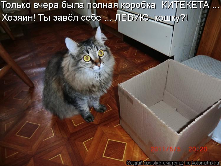 Только вчера была полная коробка КИТЕКЕТА ... Хозяин! Ты завёл себе ... ЛЕВУЮ кошку?!... Котоматрица: Только вчера была полная коробка КИТЕКЕТА ... Хозяин! Ты завёл себе ... ЛЕВУЮ кошку?!