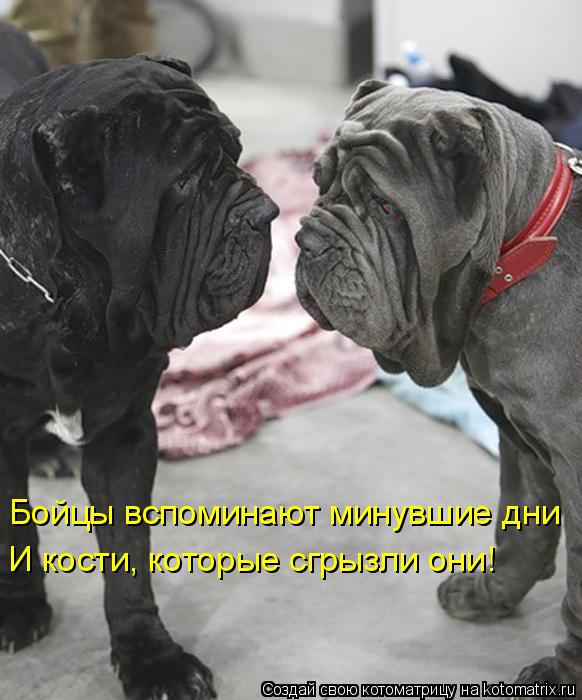 Котоматрица: Бойцы вспоминают минувшие дни И кости, которые сгрызли они!