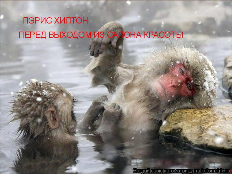 Котоматрица: ПЭРИС ХИЛТОН  ПЕРЕД ВЫХОДОМ ИЗ САЛОНА КРАСОТЫ